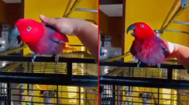 iPhone telefonların zil sesini taklit eden papağan sosyal medyada viral oldu