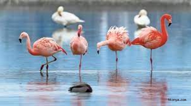 'Flamingo yavrularında artış gözlemlendi'